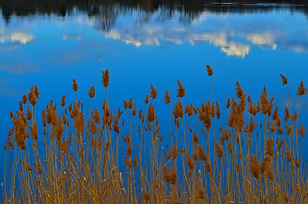 Golden reeds along a calm lake reflecting clouds and blue sky.